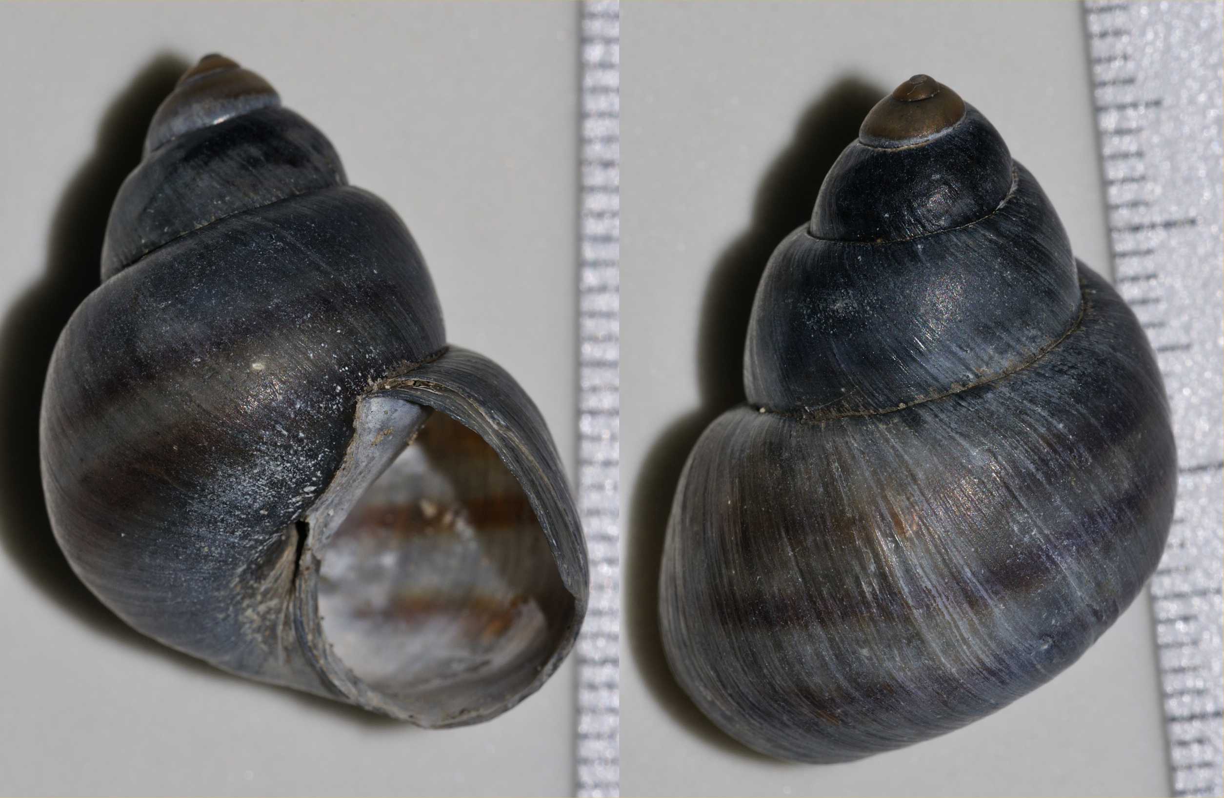 Identificazione gasteropode